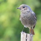 Hausrotschwanz (Phoenicurus ochruros) - weiblich