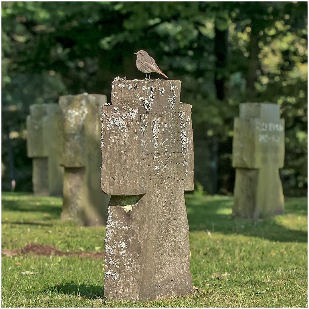 Hausrotschwanz Soldatenfriedhof Maria Wald Eifel