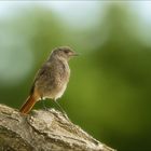 Hausrotschwanz Weibchen