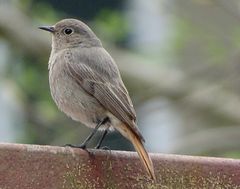 Hausrotschwanz (Weibchen) wieder da