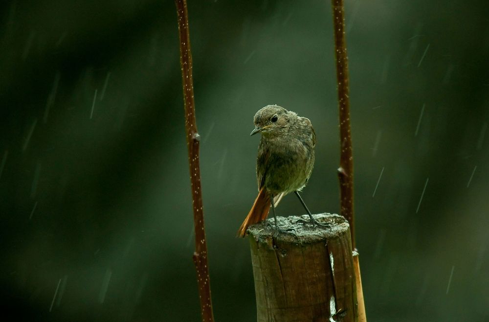 Hausrotschwanzdame, die, die im Regen steht