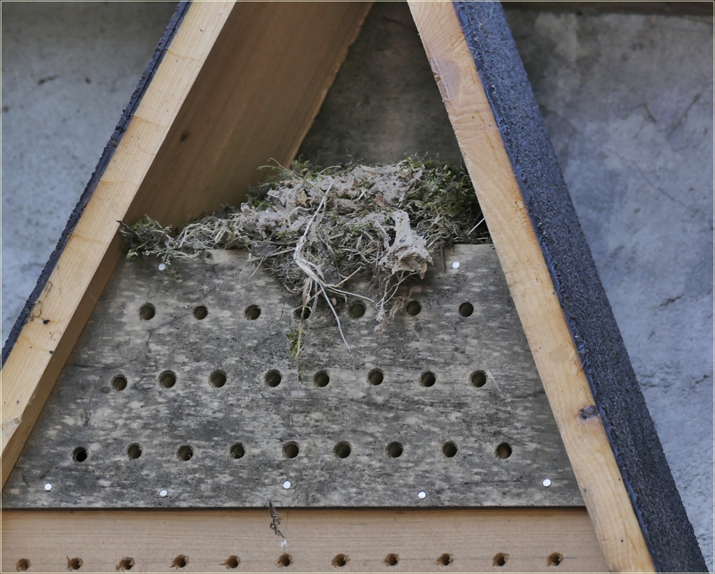 Hausrotschwanznest im Insektenhotel