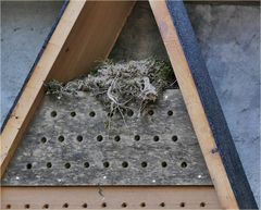 Hausrotschwanznest im Insektenhotel