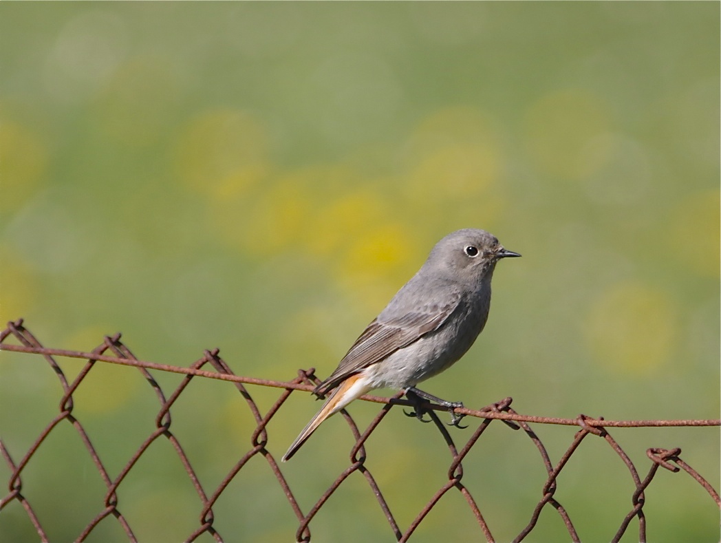 Hausrotschwanz(Weibchen)