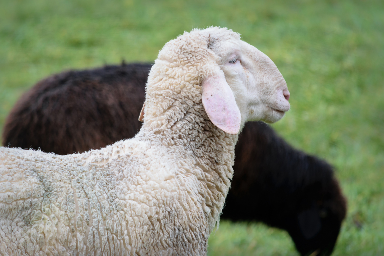 Hausschaf (Ovis aries), domestic sheep