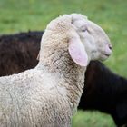 Hausschaf (Ovis aries), domestic sheep