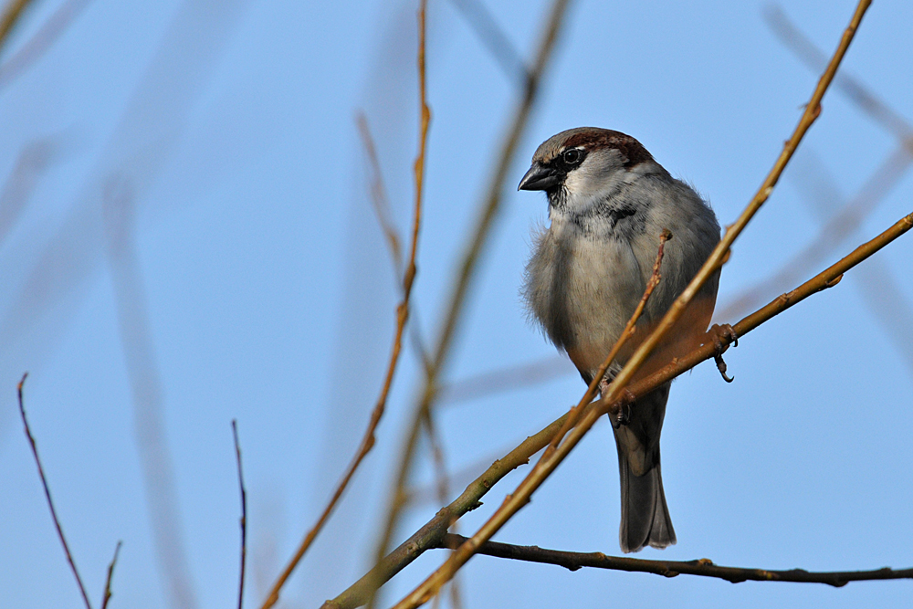 Hausspatz – Blick am Oberteich 02