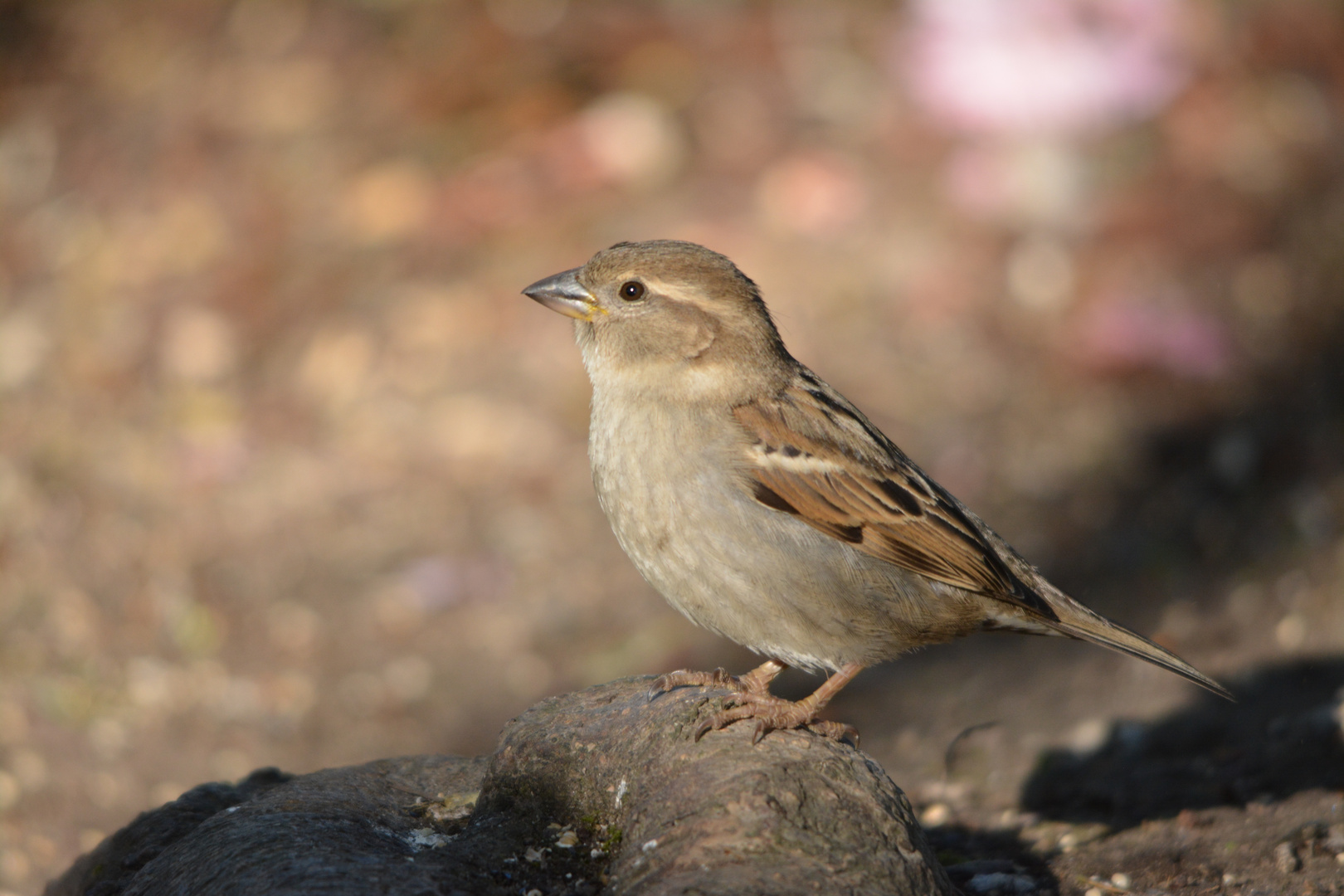 Hausspatz - House Sparrow