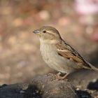 Hausspatz - House Sparrow