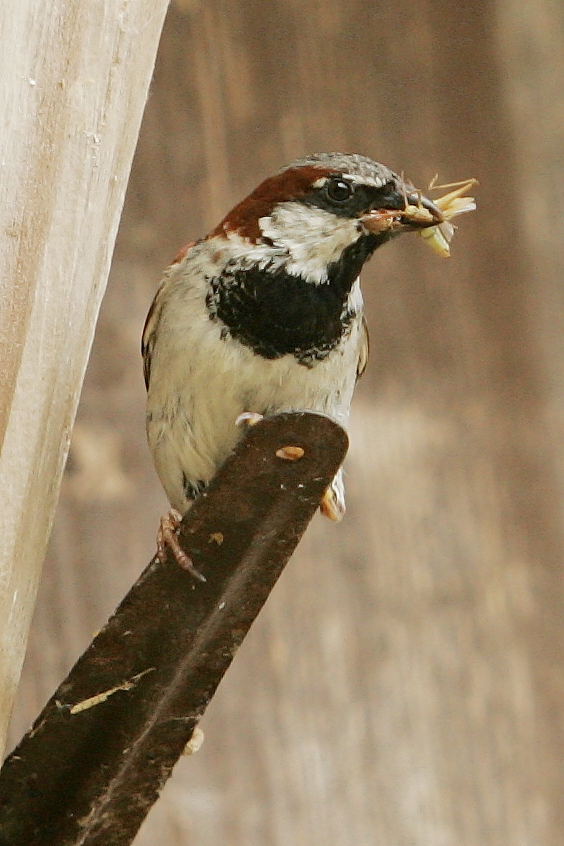 Hausspatz im Schwalbenrevier....