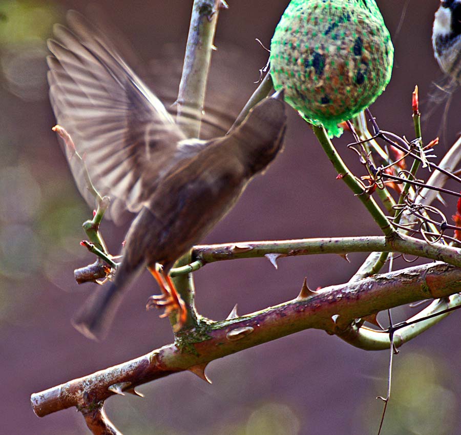 Hausspatz mit Kolibri-Genen    (I)