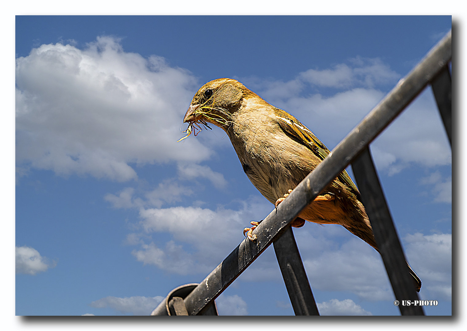 Hausspatz Nestbau