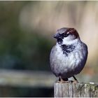 Hausspatz (Passer domesticus)