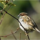 Hausspatz (Passer domesticus)