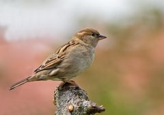 Haussperlig Weibchen