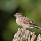 Haussperling 2/10 - Weibchen