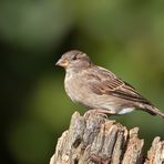 Haussperling 2/10 - Weibchen