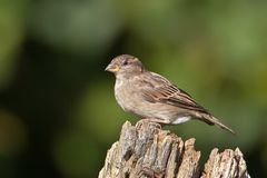 Haussperling 2/10 - Weibchen