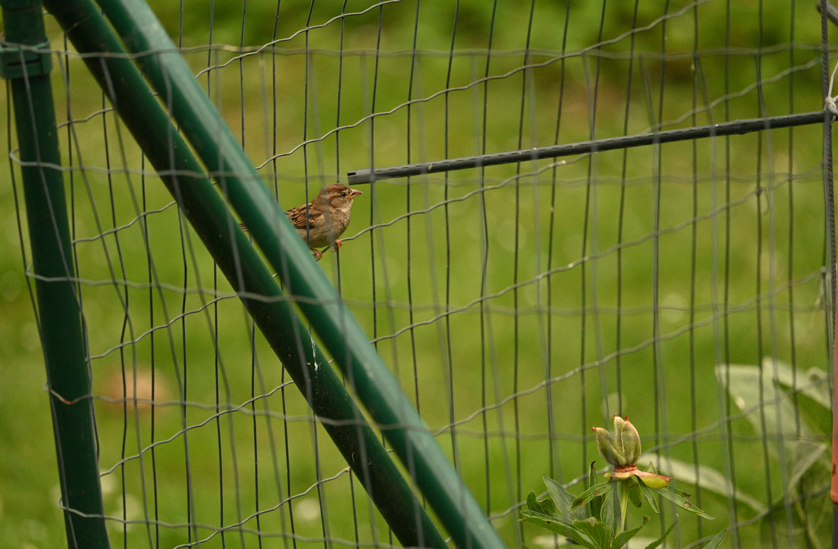 Haussperling 21.05.2024