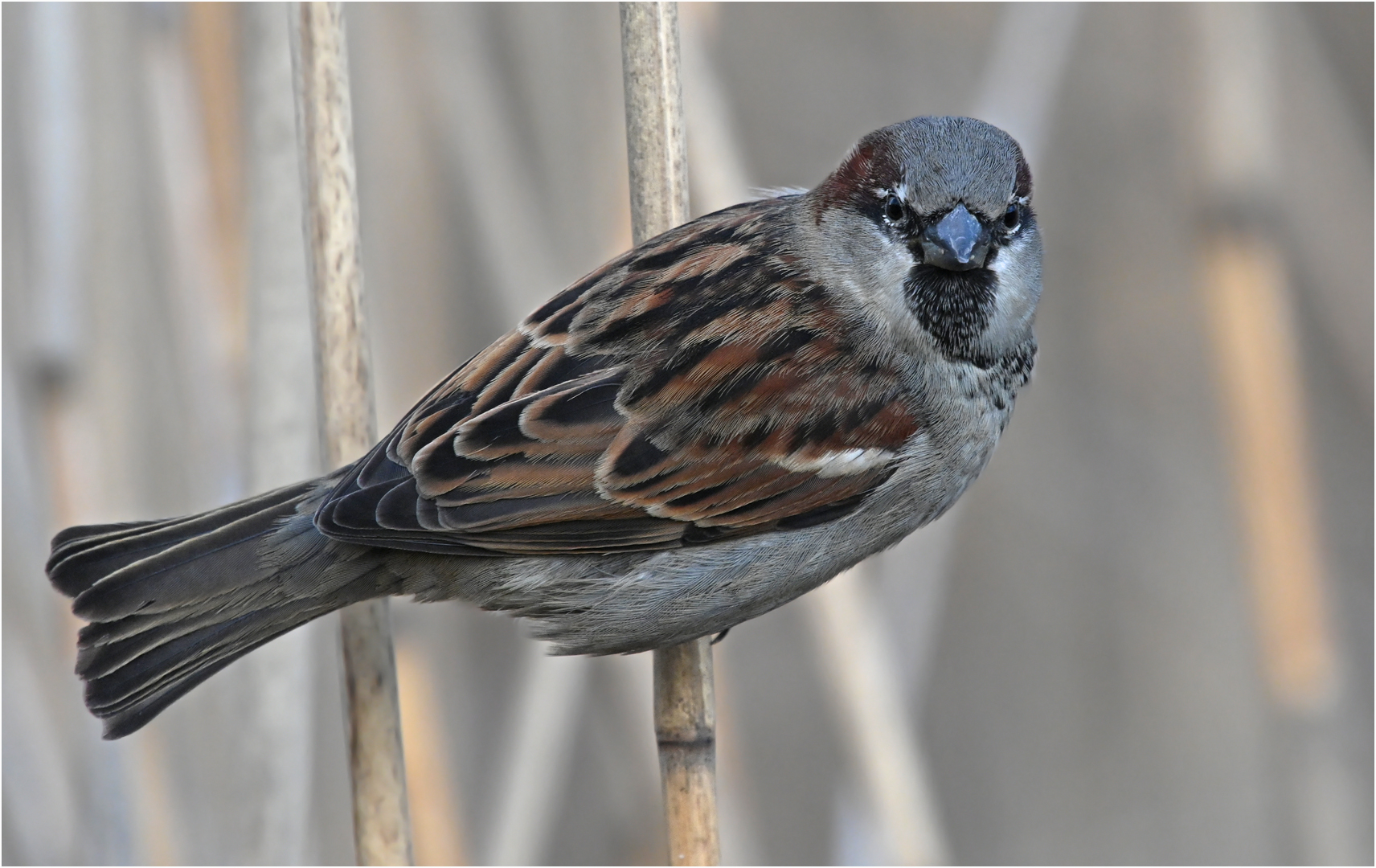 Haussperling Foto & Bild | nature, natur, tiere Bilder auf fotocommunity
