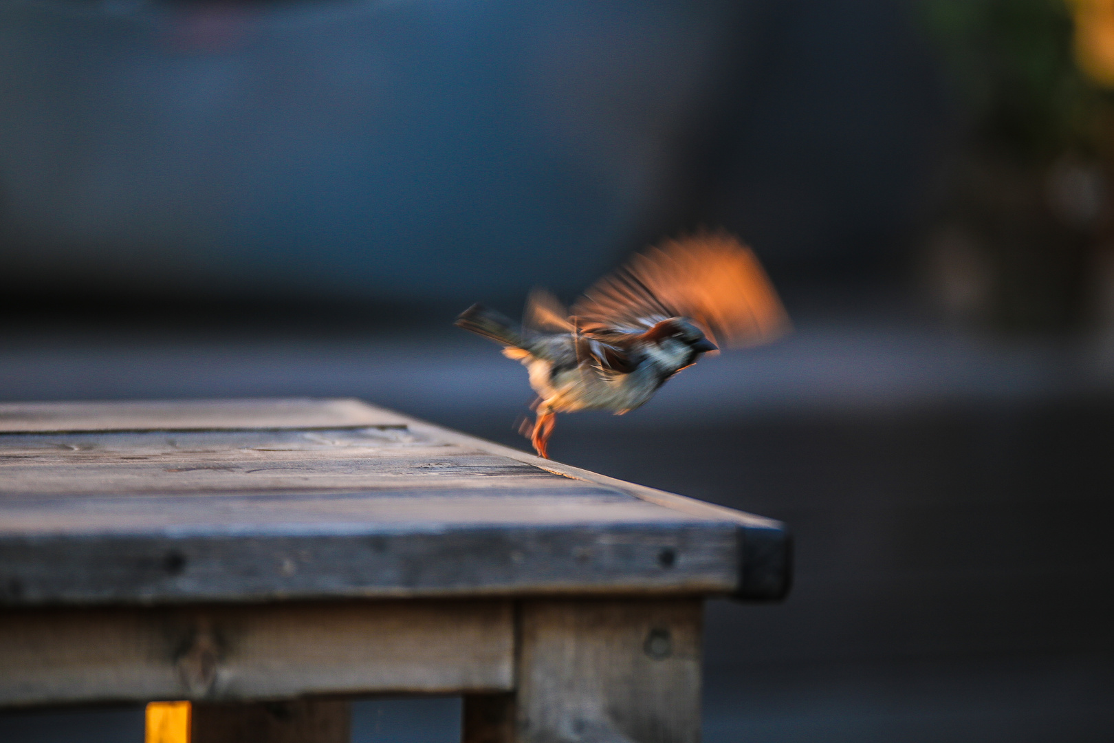 Haussperling "Abflug"