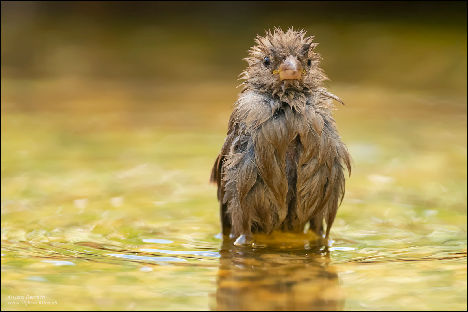 Haussperling am baden....