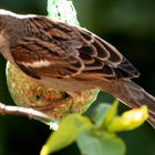 Haussperling am Meisenknödel