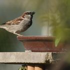 Haussperling an der Vogeltränke