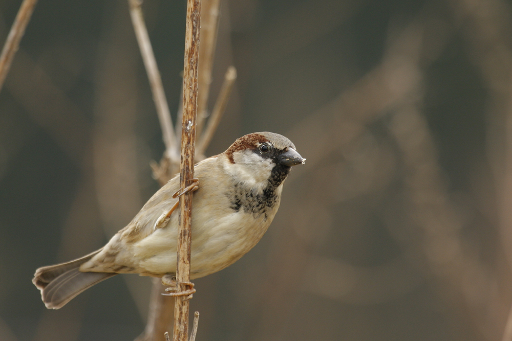 Haussperling anders herum