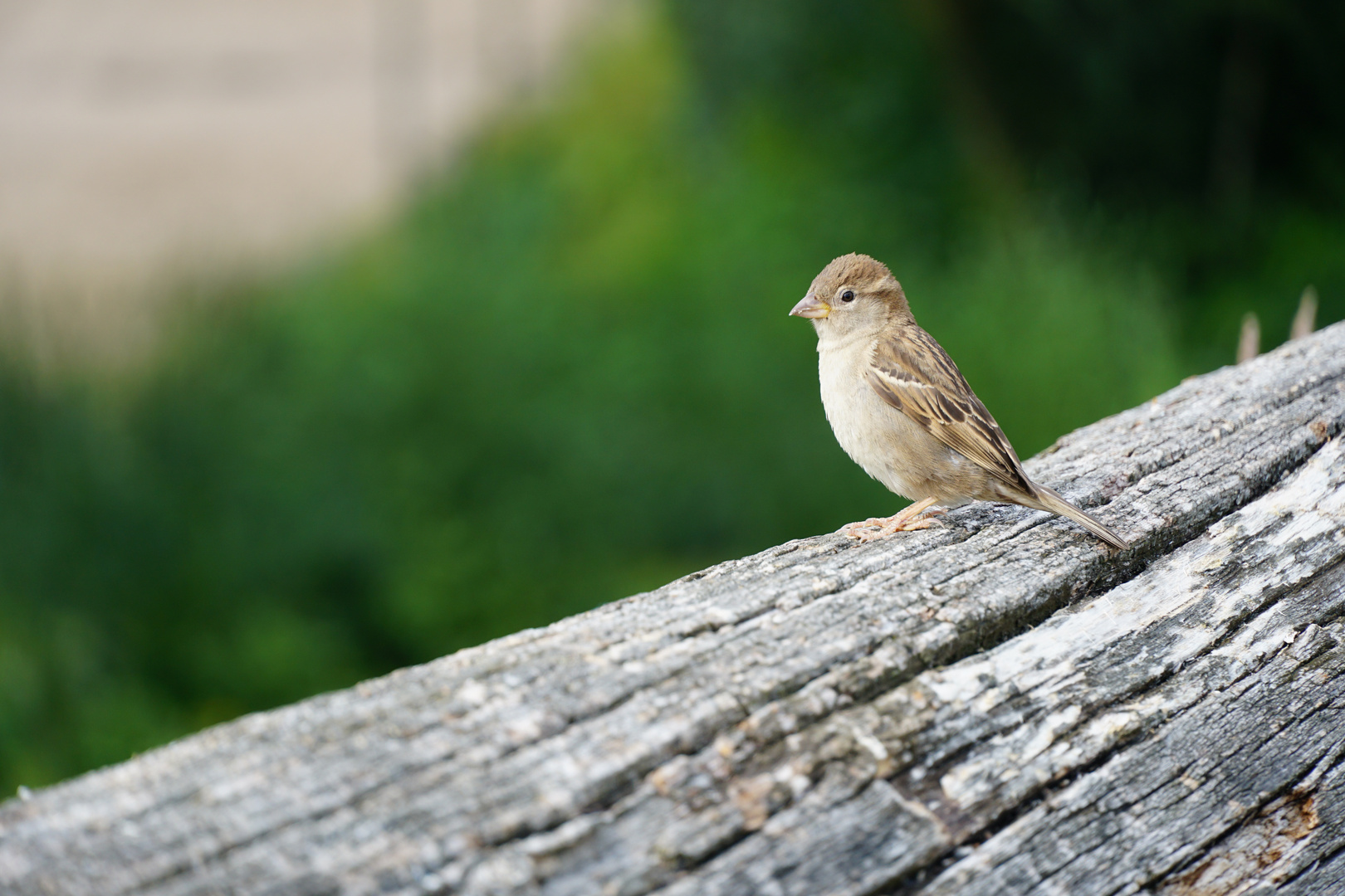 Haussperling auch Spatz 