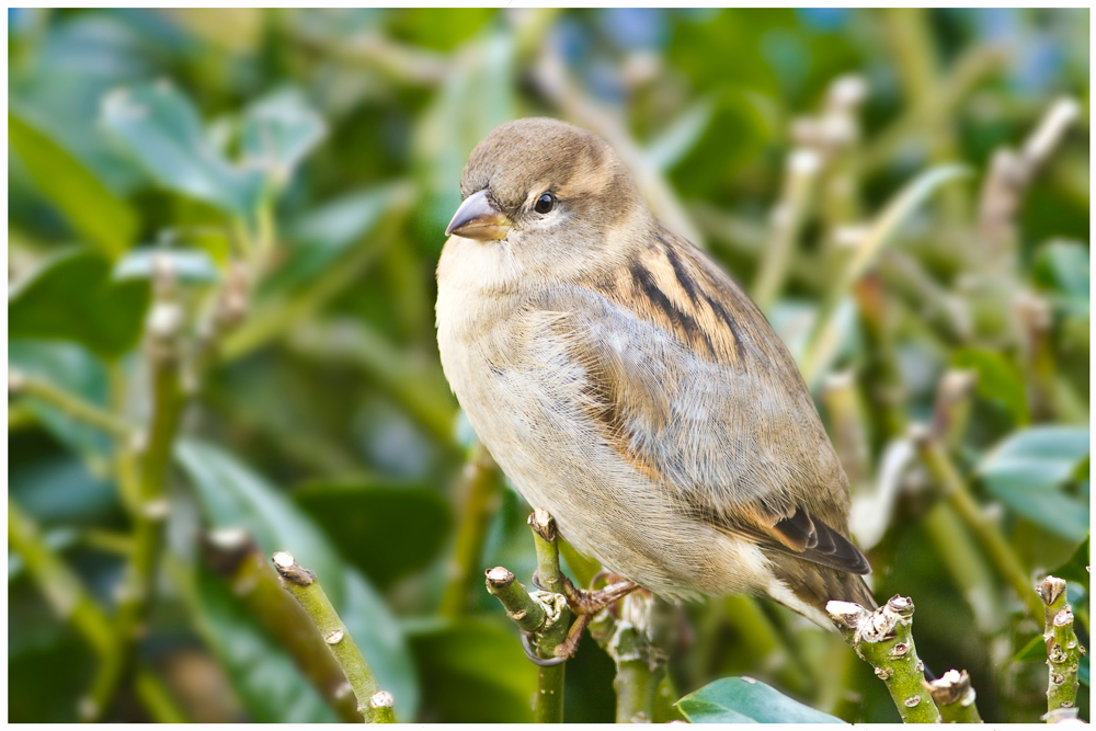 Haussperling – auch Spatz genannt