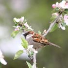 Haussperling auf Ast 