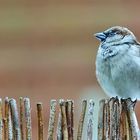 Haussperling auf Besuch