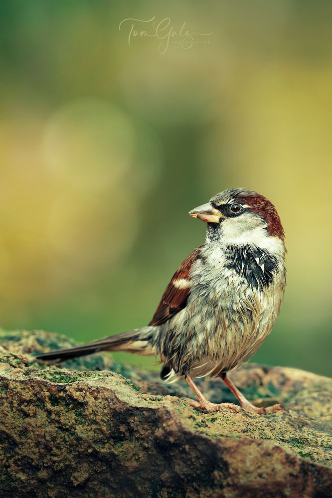 Haussperling auf Felsen