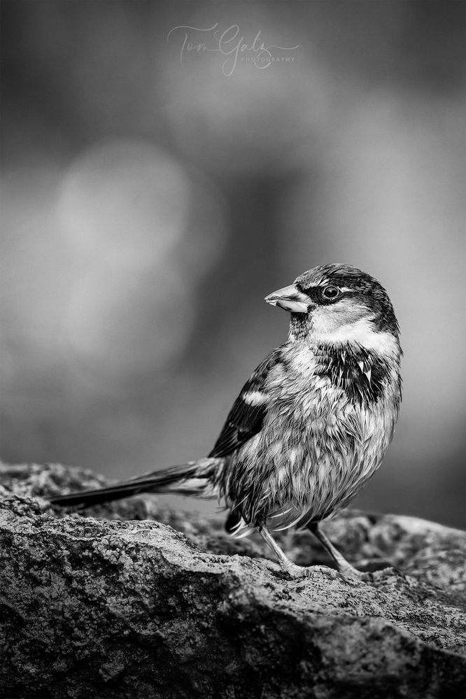 Haussperling auf Felsen - SW