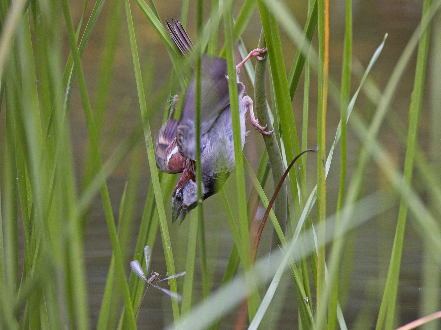 Haussperling auf Libellenjagd