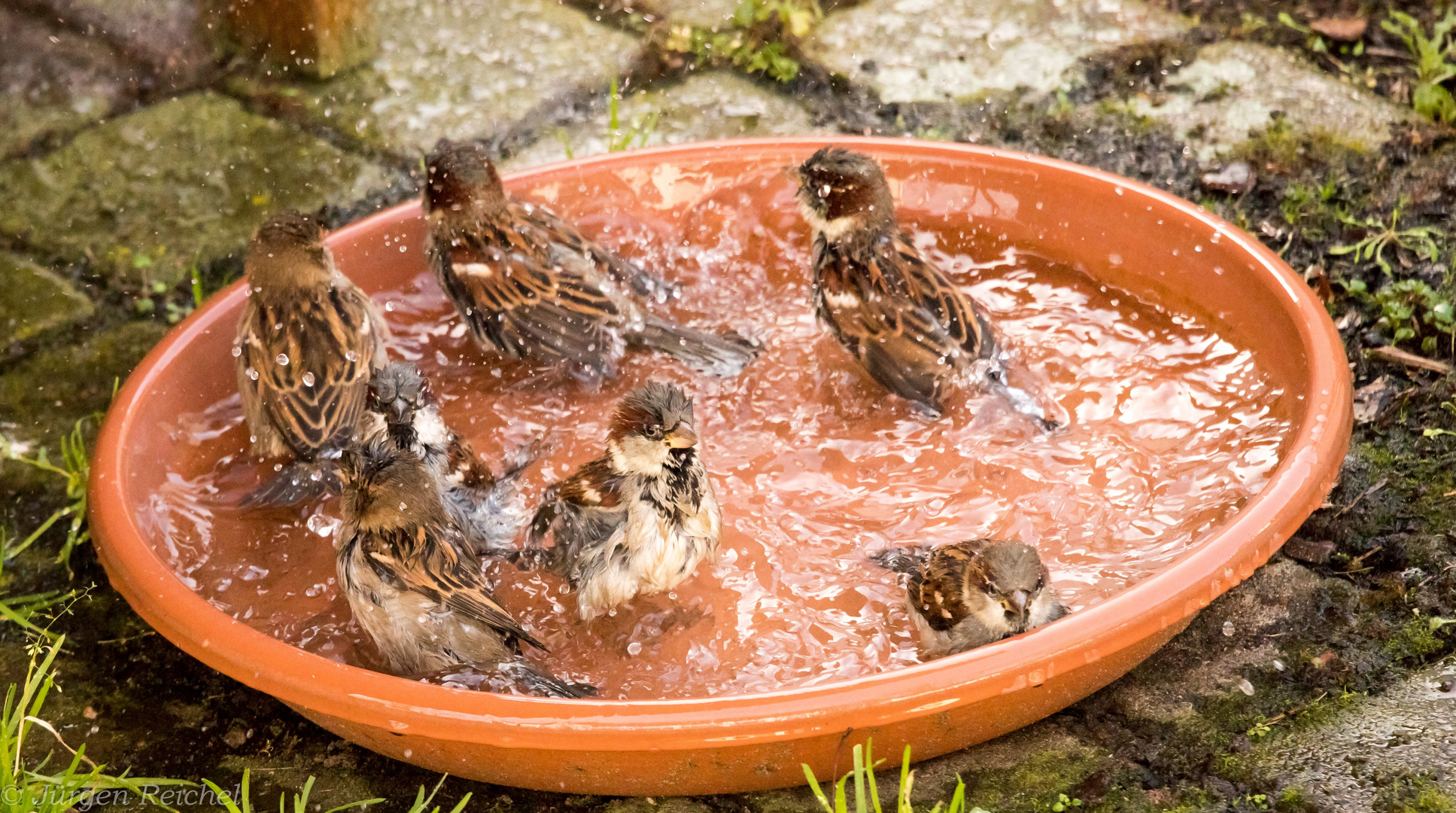 Haussperling Badetag 