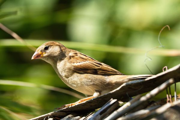 Haussperling bei uns im Garten am Futterhaus