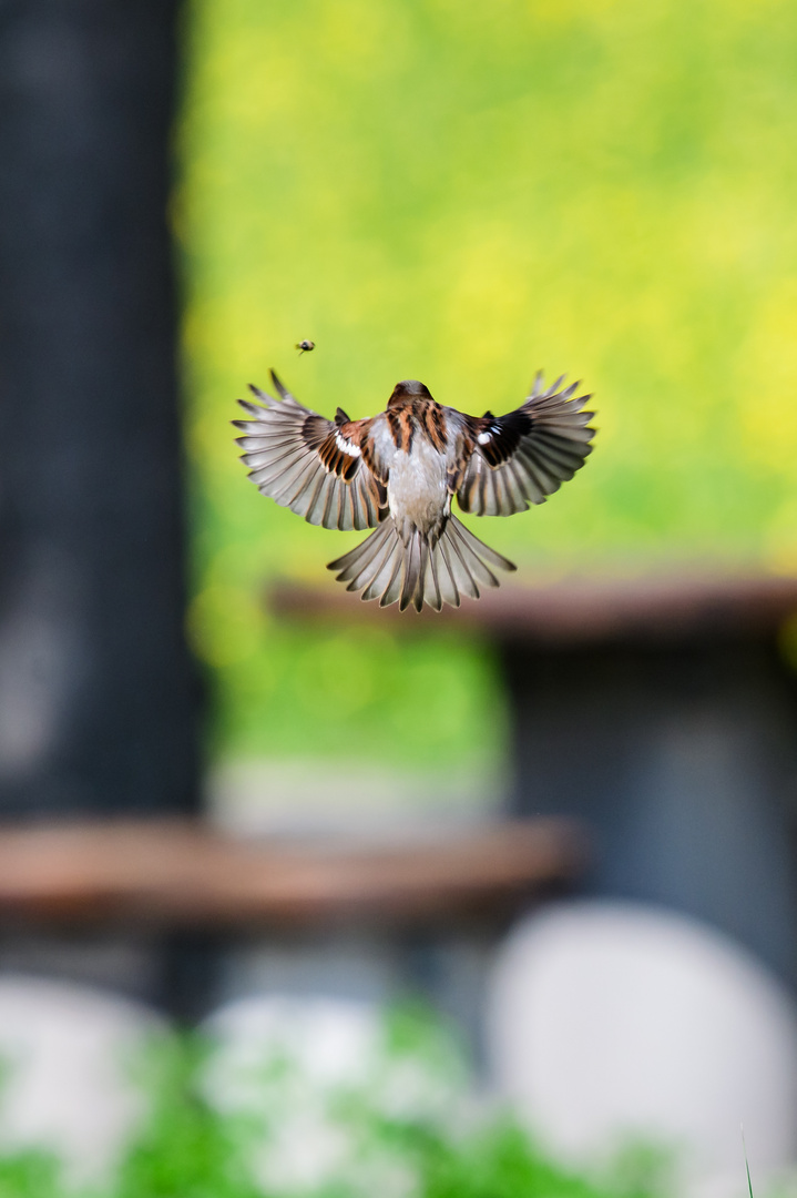 Haussperling beim Jagen