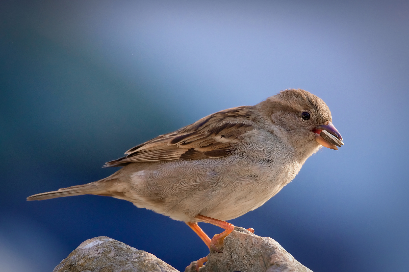 Haussperling - der Spatz auf Futtersuche...