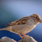 Haussperling - der Spatz auf Futtersuche...