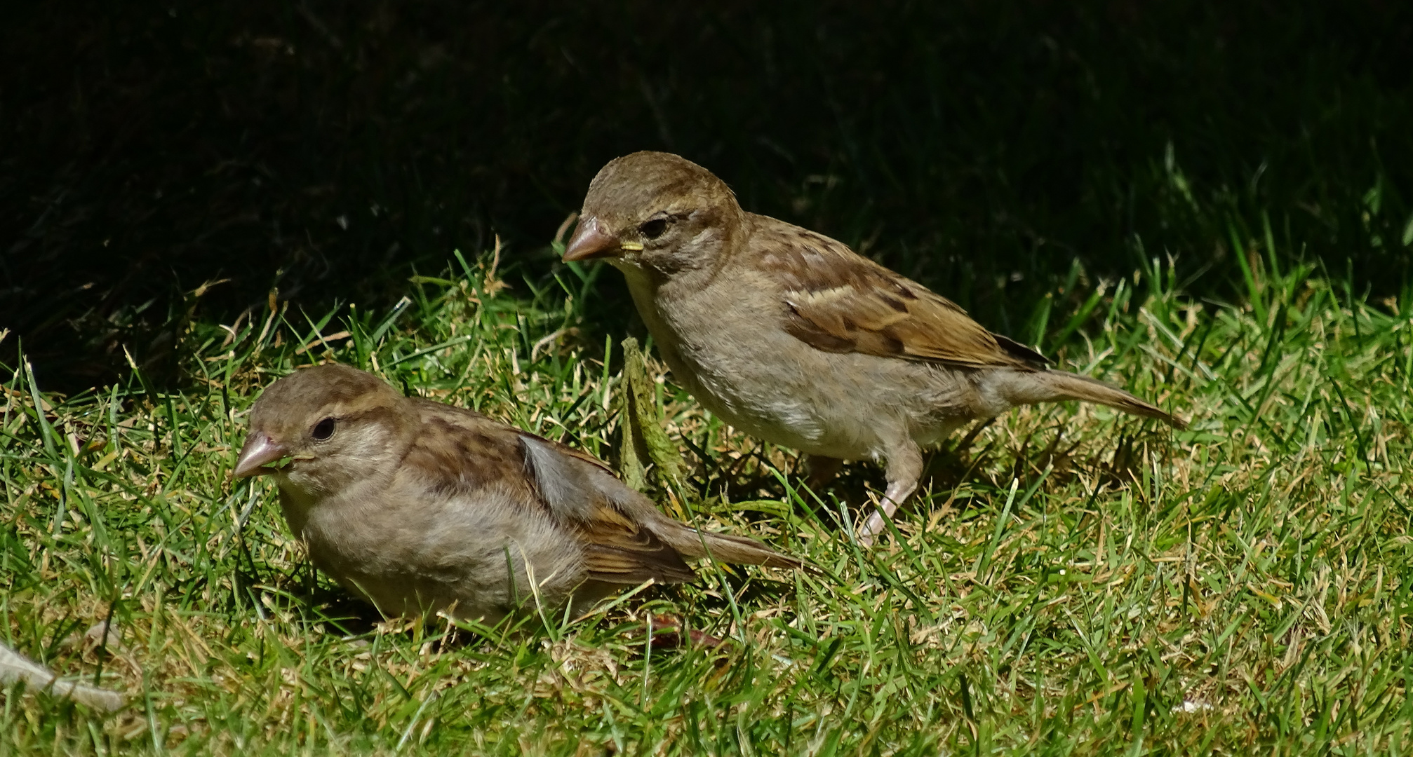 Haussperling-Geschwister...