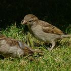 Haussperling-Geschwister...