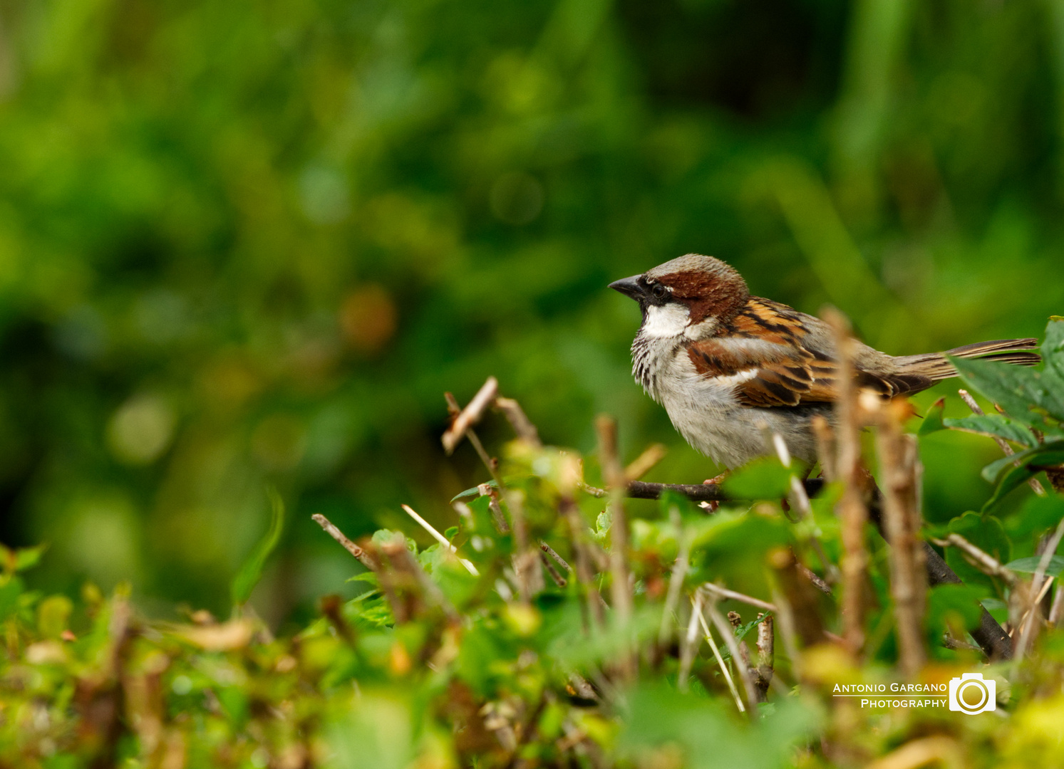 Haussperling - House Sparrow