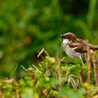 Haussperling - House Sparrow