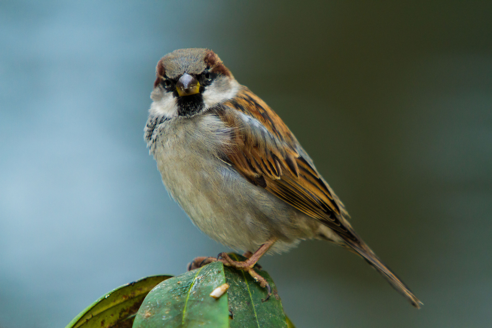 Haussperling - House Sparrow