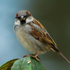 Haussperling - House Sparrow