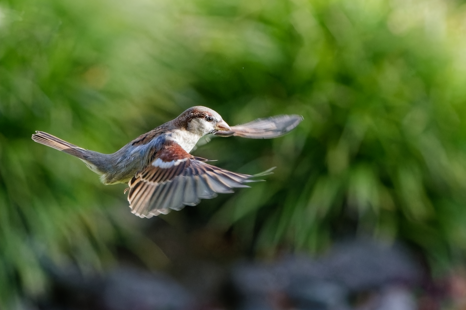 Haussperling im Anflug auf die Futterstelle.