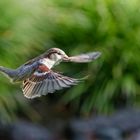 Haussperling im Anflug auf die Futterstelle.