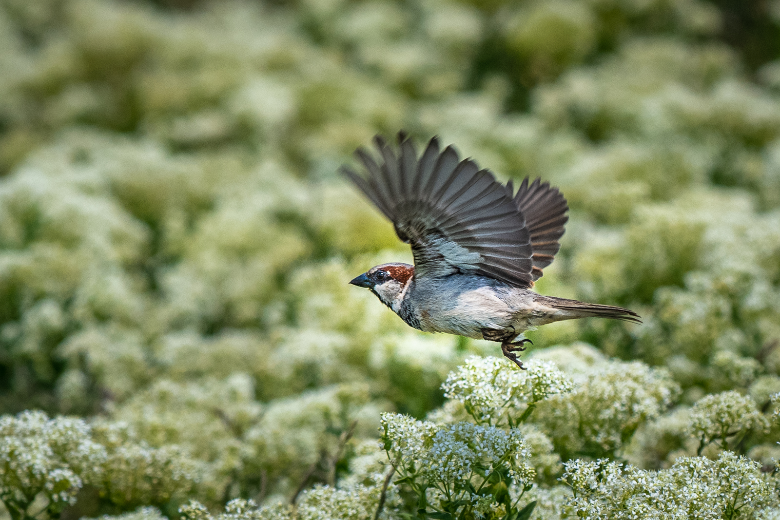 Haussperling im Flug